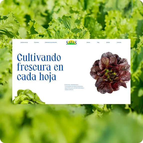 Proyecto Agrosabas - Chillypills
